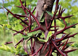 內蒙古皂角數(shù)